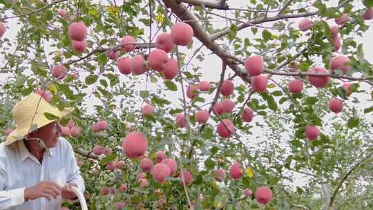 红富士苹果 苹果 条纹苹果