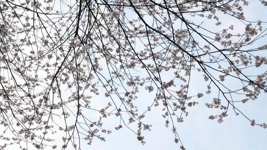 春天阳光下的樱花花朵