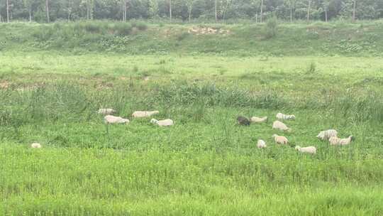 牧业羊吃草
