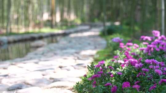 石头路地面素材特写美丽乡村振兴花朵空镜头