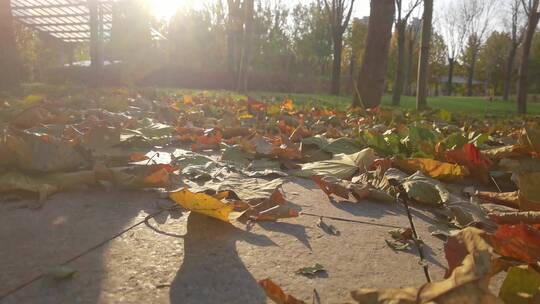 金秋黄昏梧桐落叶