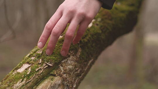 手指触摸树干上的青苔视频素材模板下载