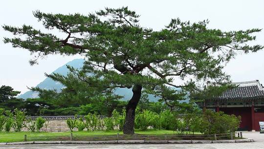 韩国景福宫的老树