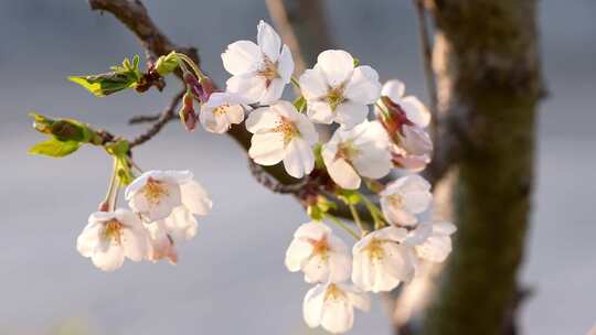 春天公园里樱花盛开