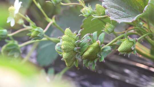 草莓园 农田 农业作物 水果 绿色植物 温室