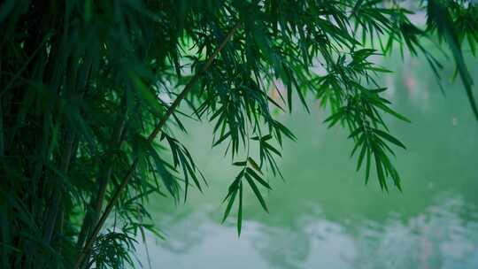 湖泊植物风景