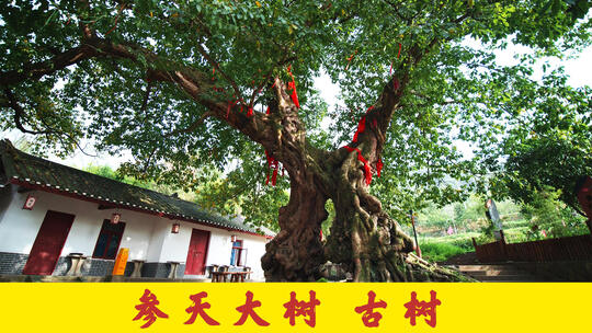 参天大树古树