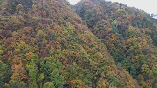 漫山红叶巴中光雾山附近