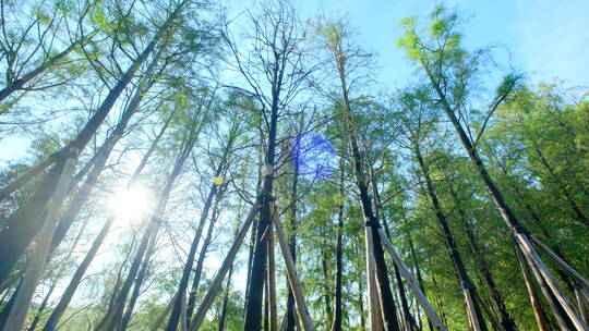 阳光森林树林光影大自然