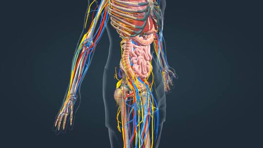 医学人体三维骨骼动画运动系统人骨骨架