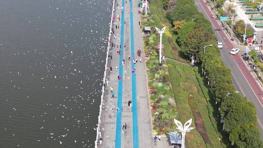 昆明海埂大坝滇池边喂海鸥