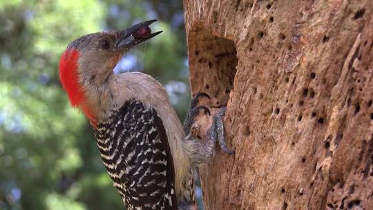 红腹啄木鸟在巢穴喂养幼崽视频素材模板下载