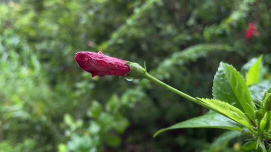 带水珠的红色花苞绿叶微距特写