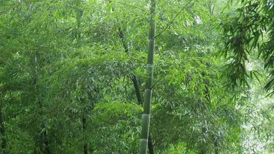 下雨天竹林景观特写，竹节挺拔竹叶繁茂