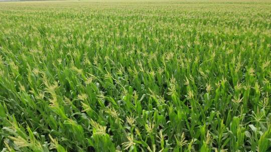 航拍万亩玉米标准化种植田