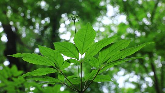 人参花野山参