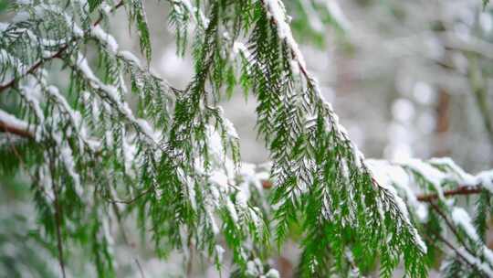 森林里长叶子上的雪