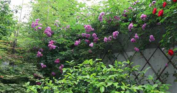 春天院墙上盛开的蔷薇花海