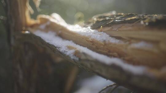 雪中逆光的干枝