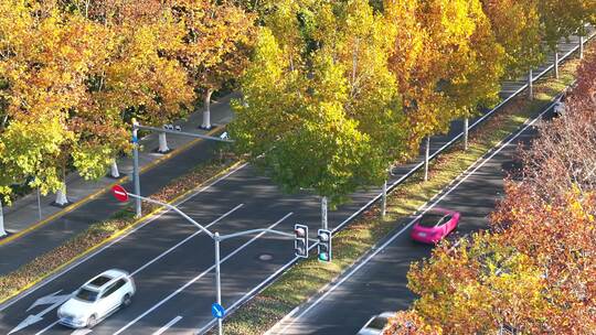 城市街道  梧桐大道  金色梧桐树