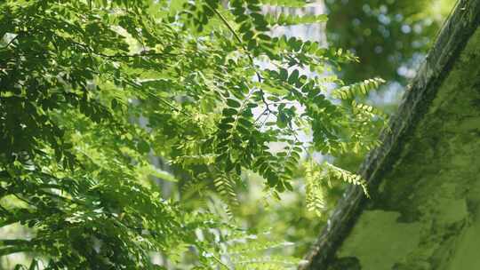 唯美自然阳光树叶绿植大光圈自然空镜