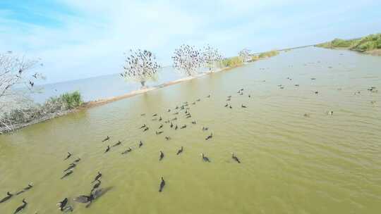 穿越机FPV航拍武汉沉湖国际湿地公园