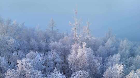 积雪覆盖的树林景观