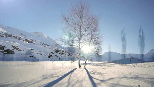 冬季雪地上阳光照射投下树的影子