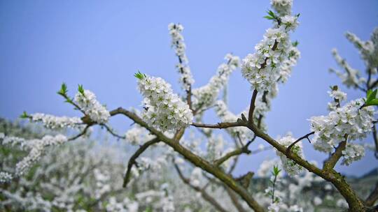 梨花樱花李花空镜头实录视频素材模板下载