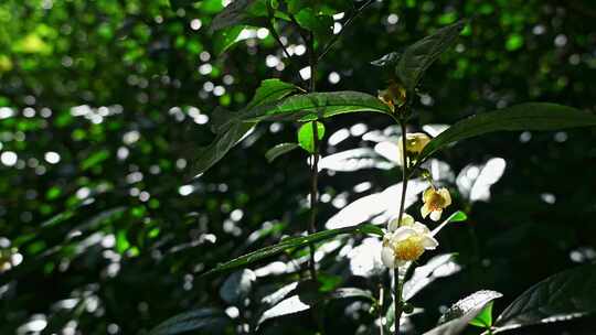 阳光下的茶园绿茶茶树叶子茶籽光影