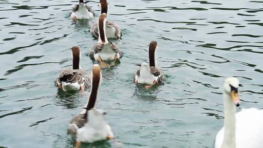 湖里散养的农家大鹅