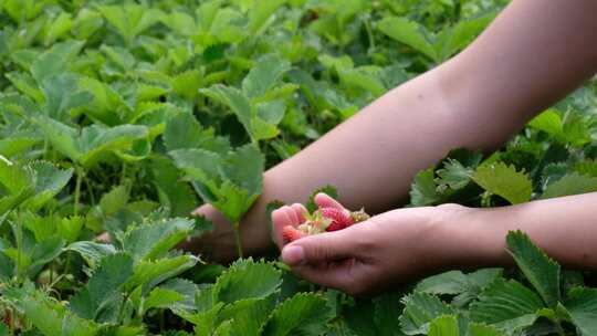 果园采摘草莓