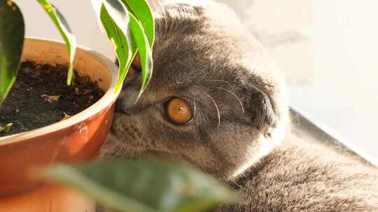 一只小猫在窗台上休息，靠近绿色植物和阳光下的树盆