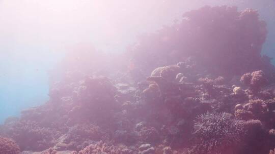 海洋底下的暗礁