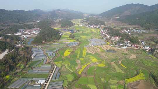 美丽乡村田园农业种植农作物油菜花航拍