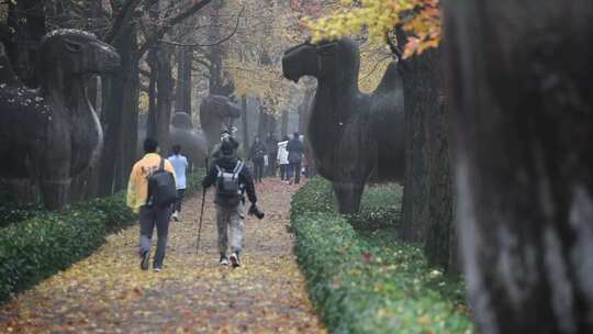 南京明孝陵石像路神道秋色景观