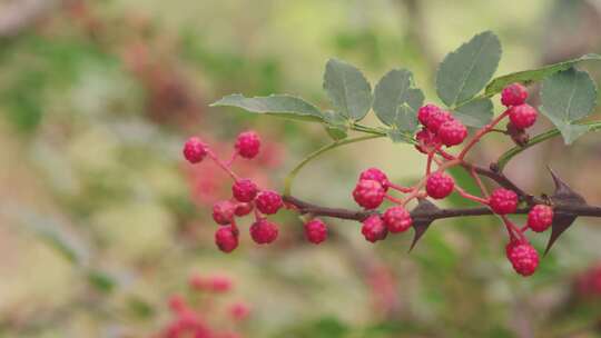 4K 山西长治 花椒 特写 收获 红花椒-