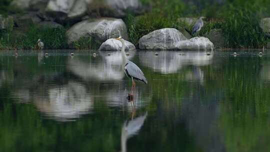 湖边树林里的白鹭鸟