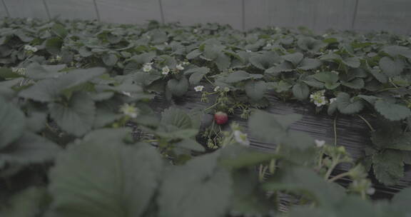 草莓大棚里摘草莓