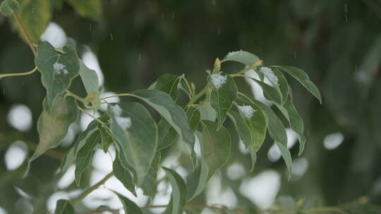 树叶飘雪慢镜头4K实拍空镜