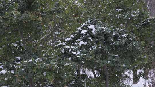 4K北方冬天冬青树林上飘雪实拍视频