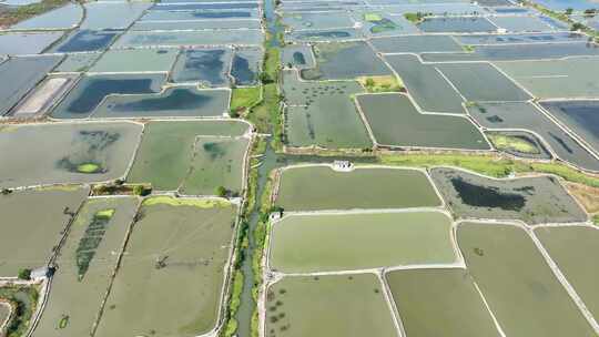 水产养殖现代农业螃蟹水塘