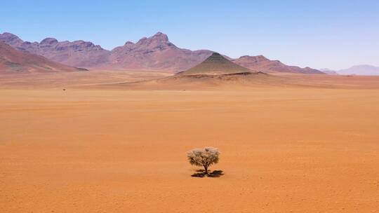 纳米比亚中部一棵孤独的树