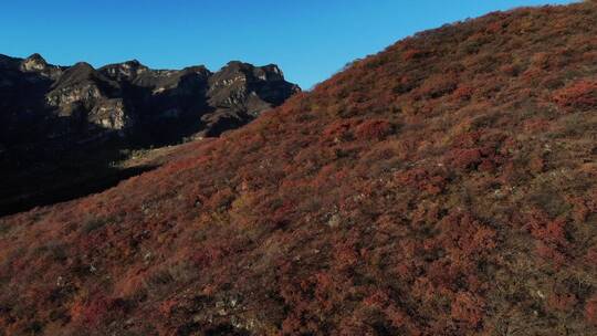 房山坡峰岭红叶