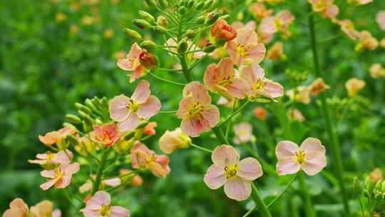 油菜花春天油菜花海油菜花田菜花花海