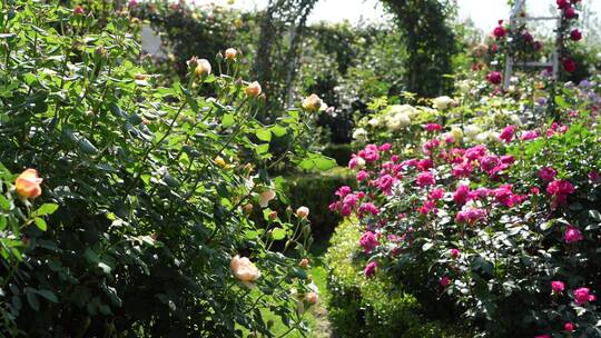 花园园艺园林月季园玫瑰花