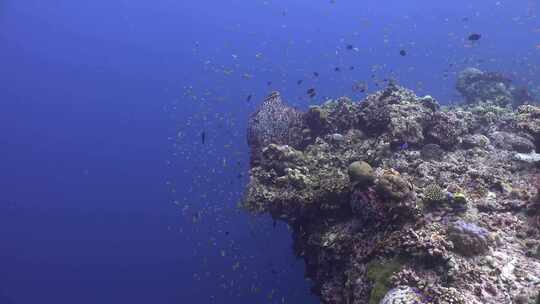 海洋，水下，海洋生物，巨型桶海绵