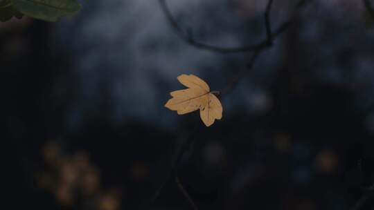 叶，枝，秋，水