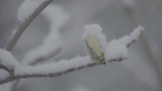 冬天雪景 雪景意境