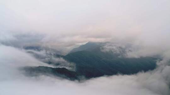 大山云雾森林